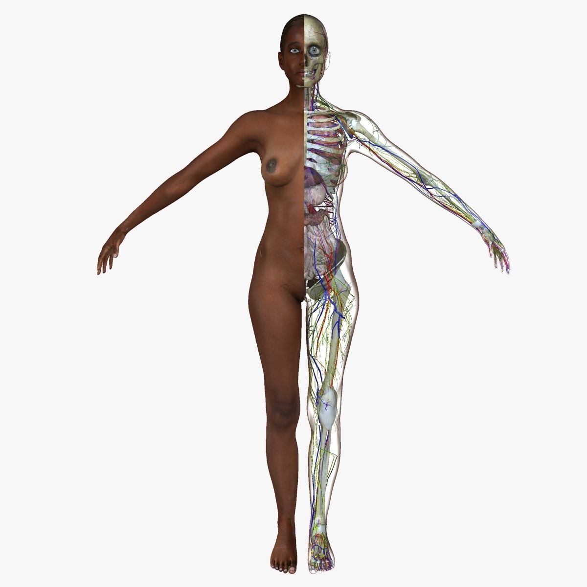 Full Body Anatomy Collection 3D model_13