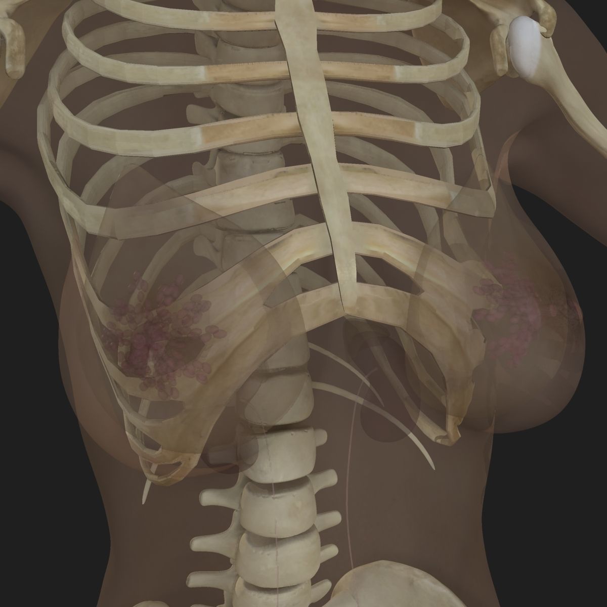 Full Body Anatomy Collection 3D model_63
