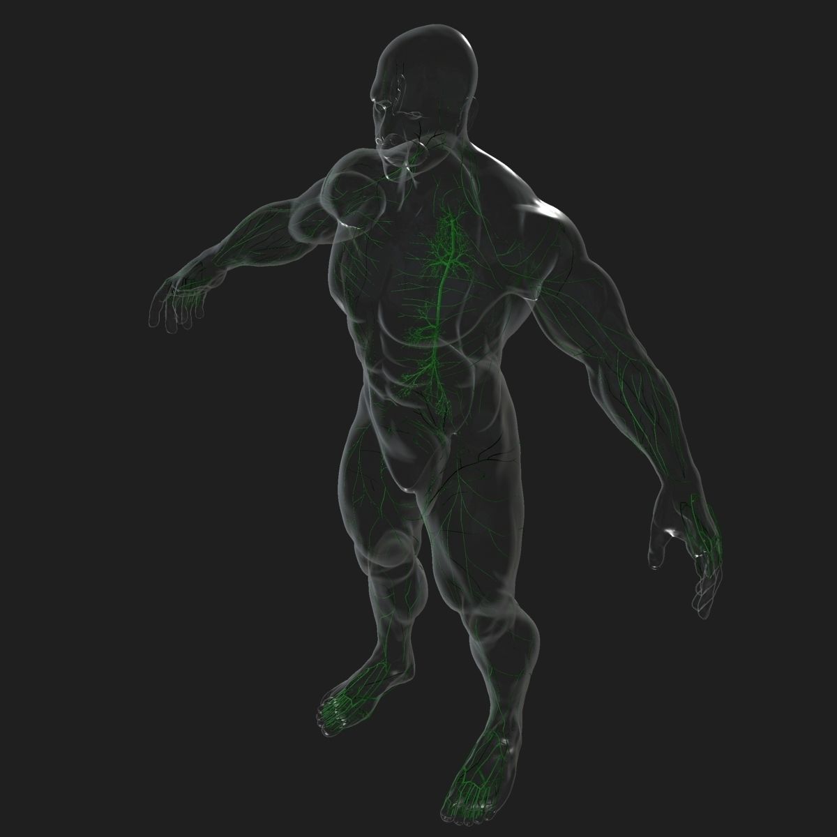 Full Body Anatomy Collection 3D model_45