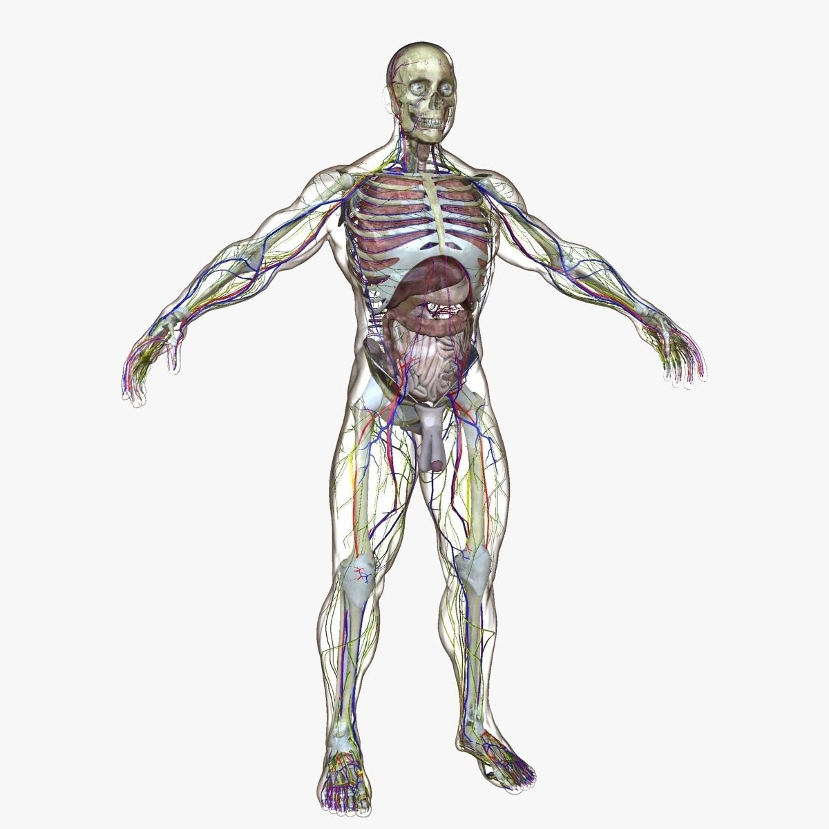 Full Body Anatomy Collection 3D model_29