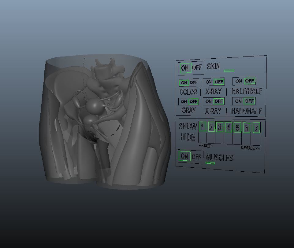 Detailed Female Reproductive System Medical Edition 3D model_9