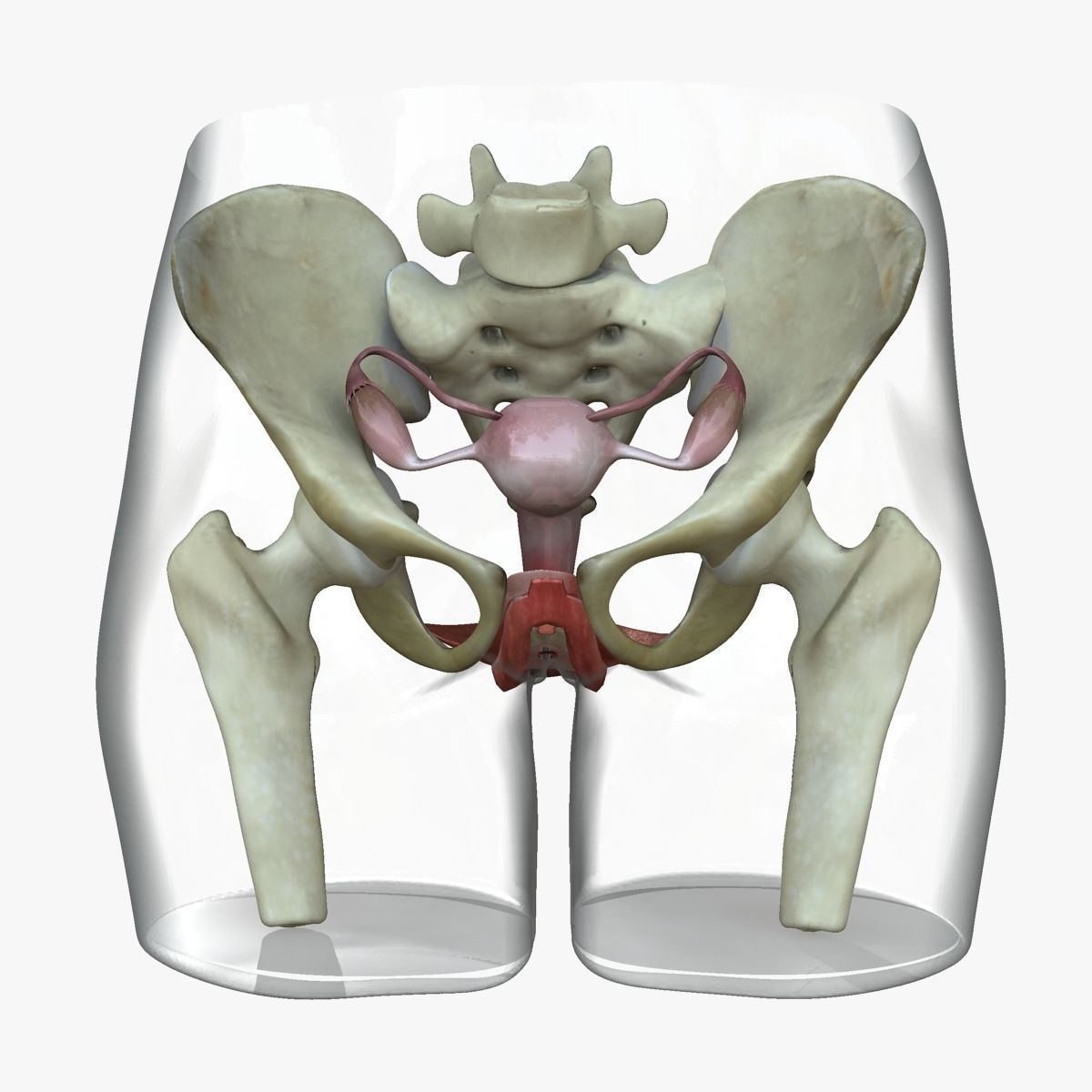 Detailed Female Reproductive System Medical Edition 3D model_3