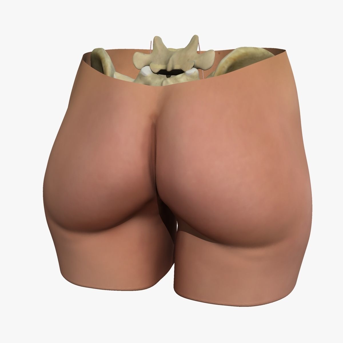 Detailed Female Reproductive System Medical Edition 3D model_8