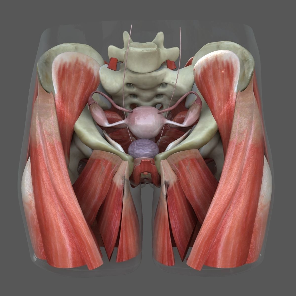 Detailed Female Reproductive System Medical Edition 3D model_1