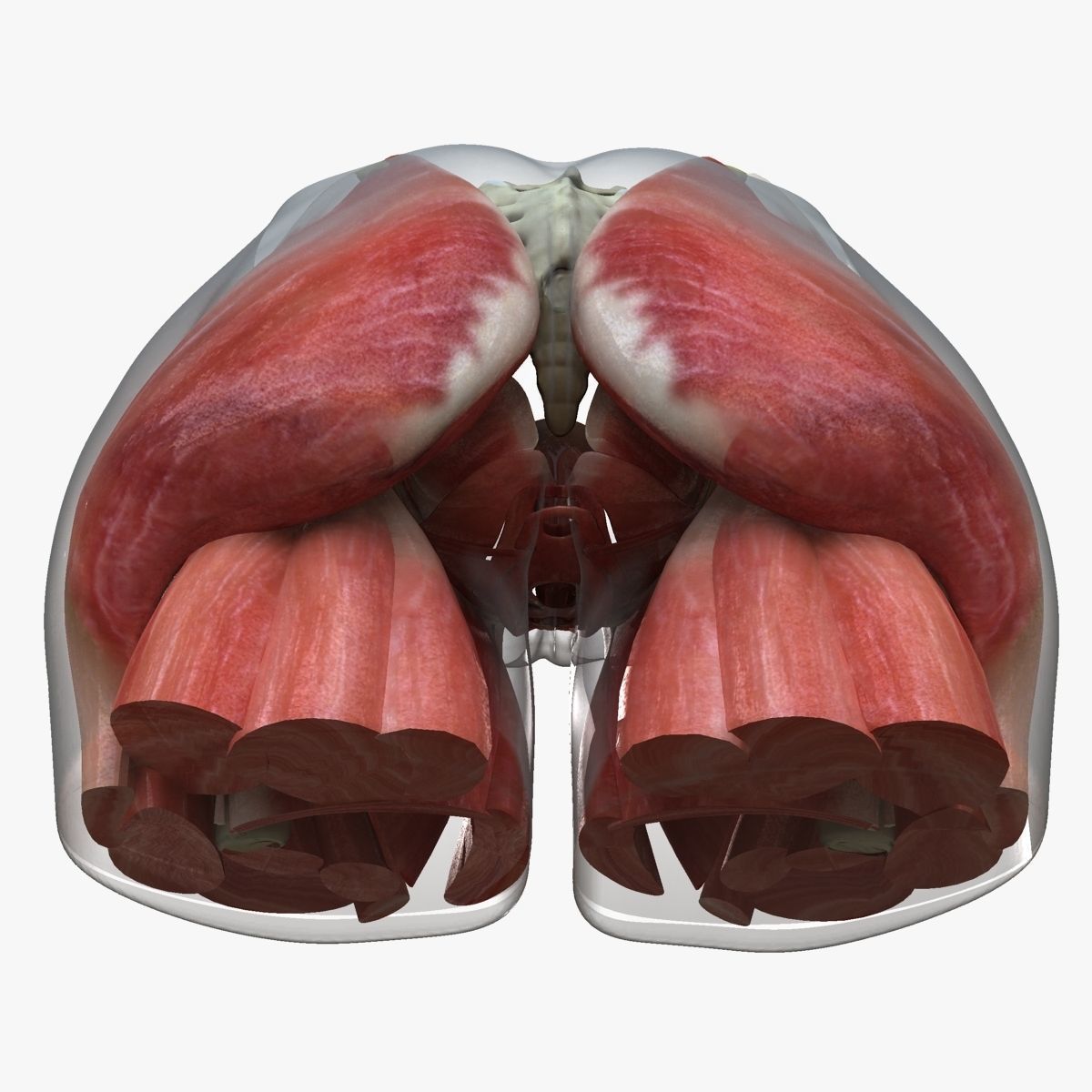 Detailed Female Reproductive System Medical Edition 3D model_5