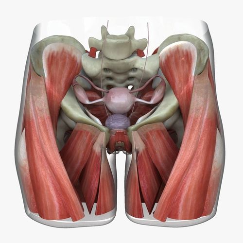 Detailed Female Reproductive System Medical Edition 3D model