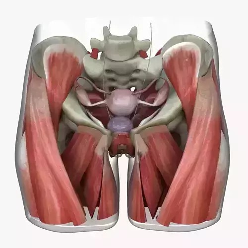 Detailed Female Reproductive System Medical Edition 3D model