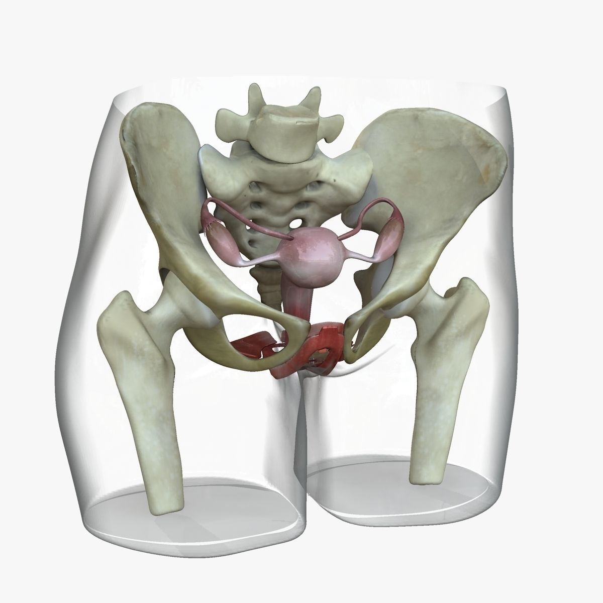 Detailed Female Reproductive System Medical Edition 3D model_4