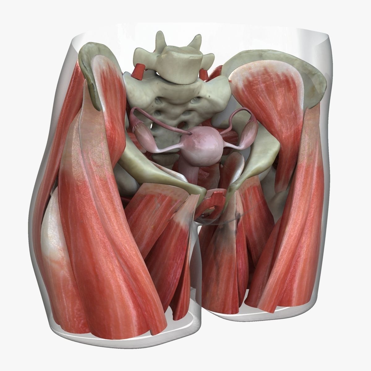 Detailed Female Reproductive System Medical Edition 3D model_2