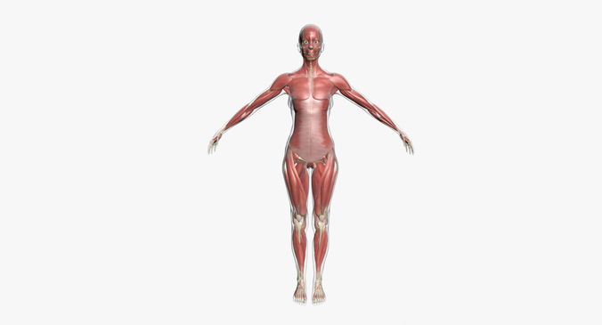 Full Female Muscle Anatomy 3D model