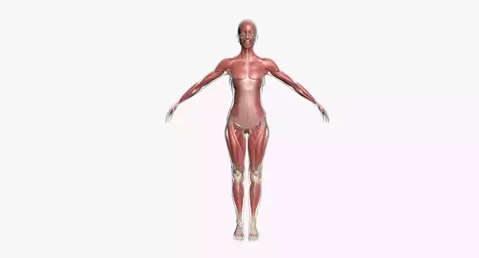 Full Female Muscle Anatomy 3D model