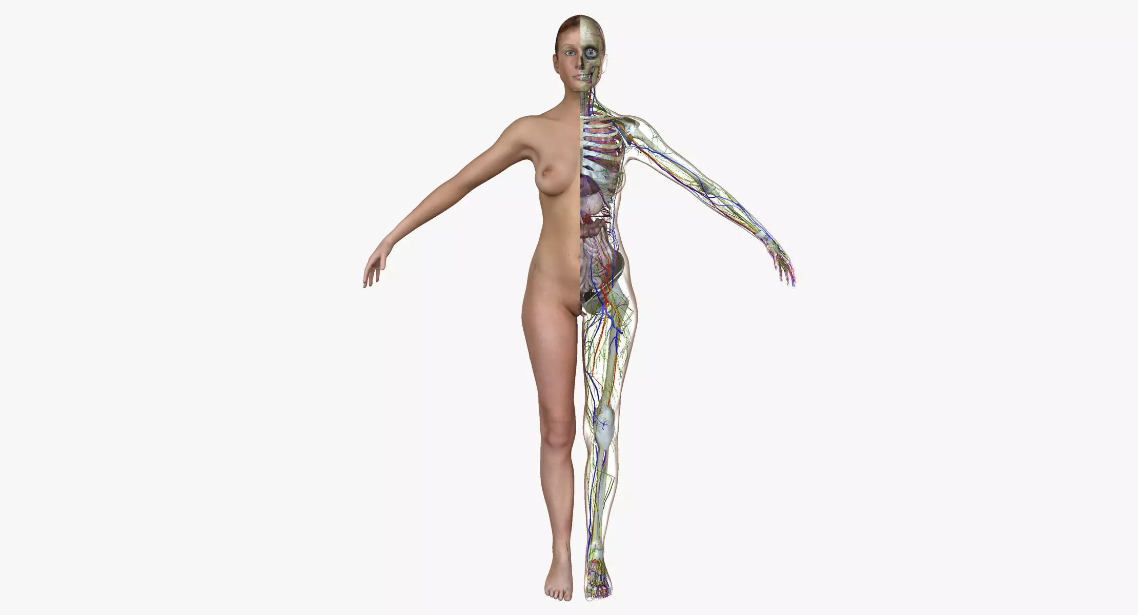 Detailed Full Female Body Anatomy 3D model_0