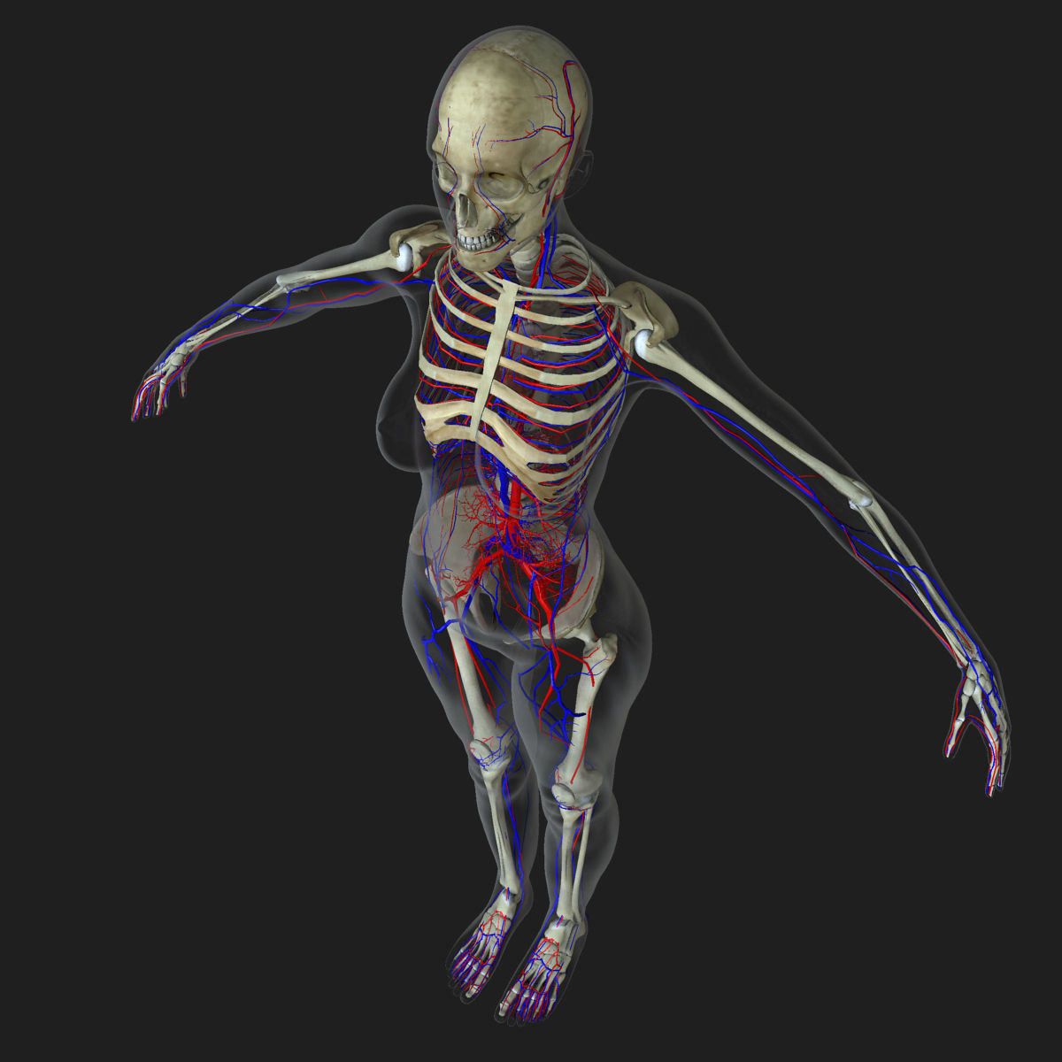 Detailed Full Female Body Anatomy 3D model_16