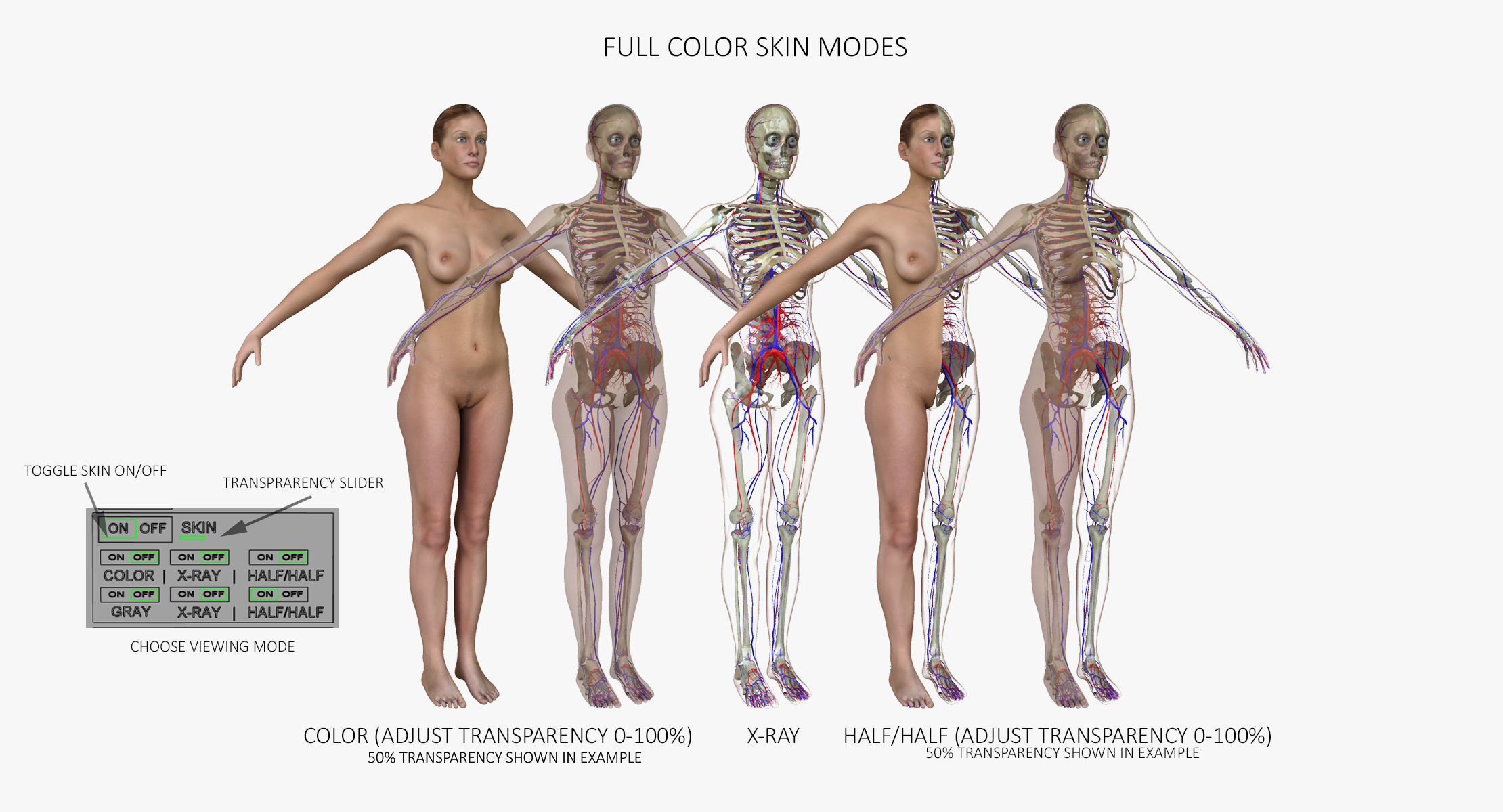 Detailed Full Female Body Anatomy 3D model_5
