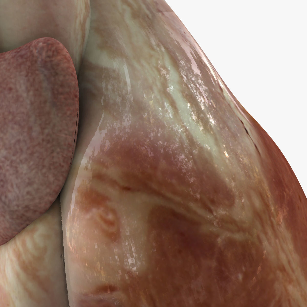 Detailed Full Female Body Anatomy 3D model_21