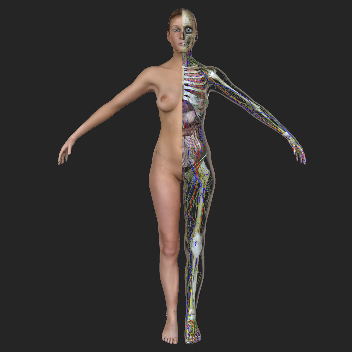 Detailed Full Female Body Anatomy 3D model_2