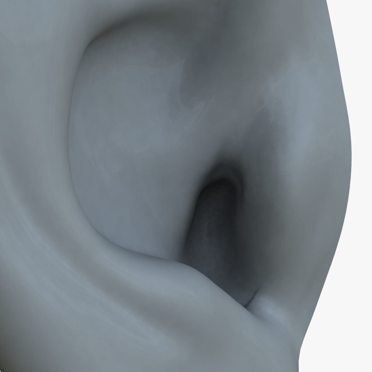 Human Ear 3D model_6