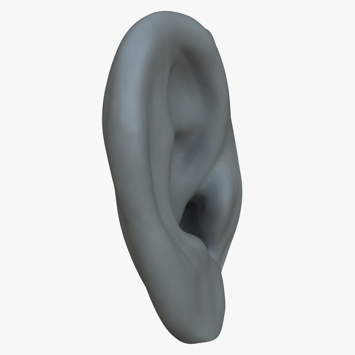 Human Ear 3D model_4