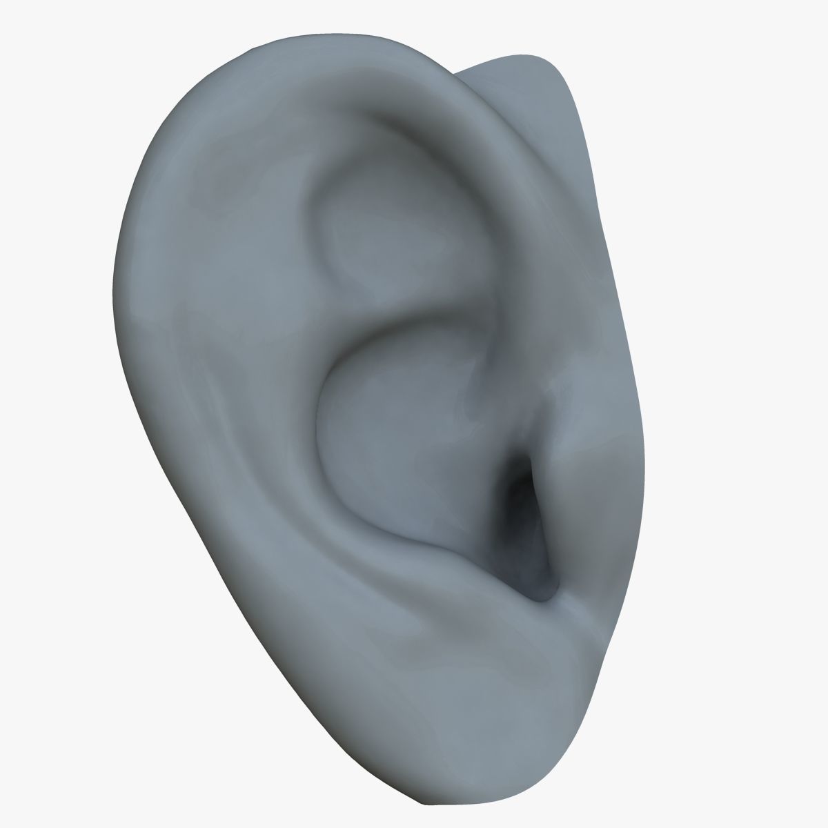 Human Ear 3D model_1