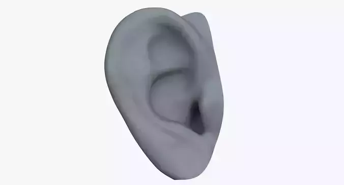 Human Ear