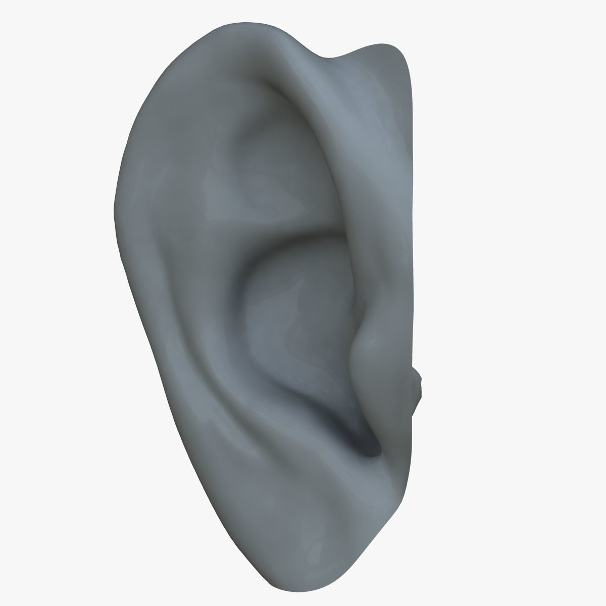 Human Ear 3D model_5