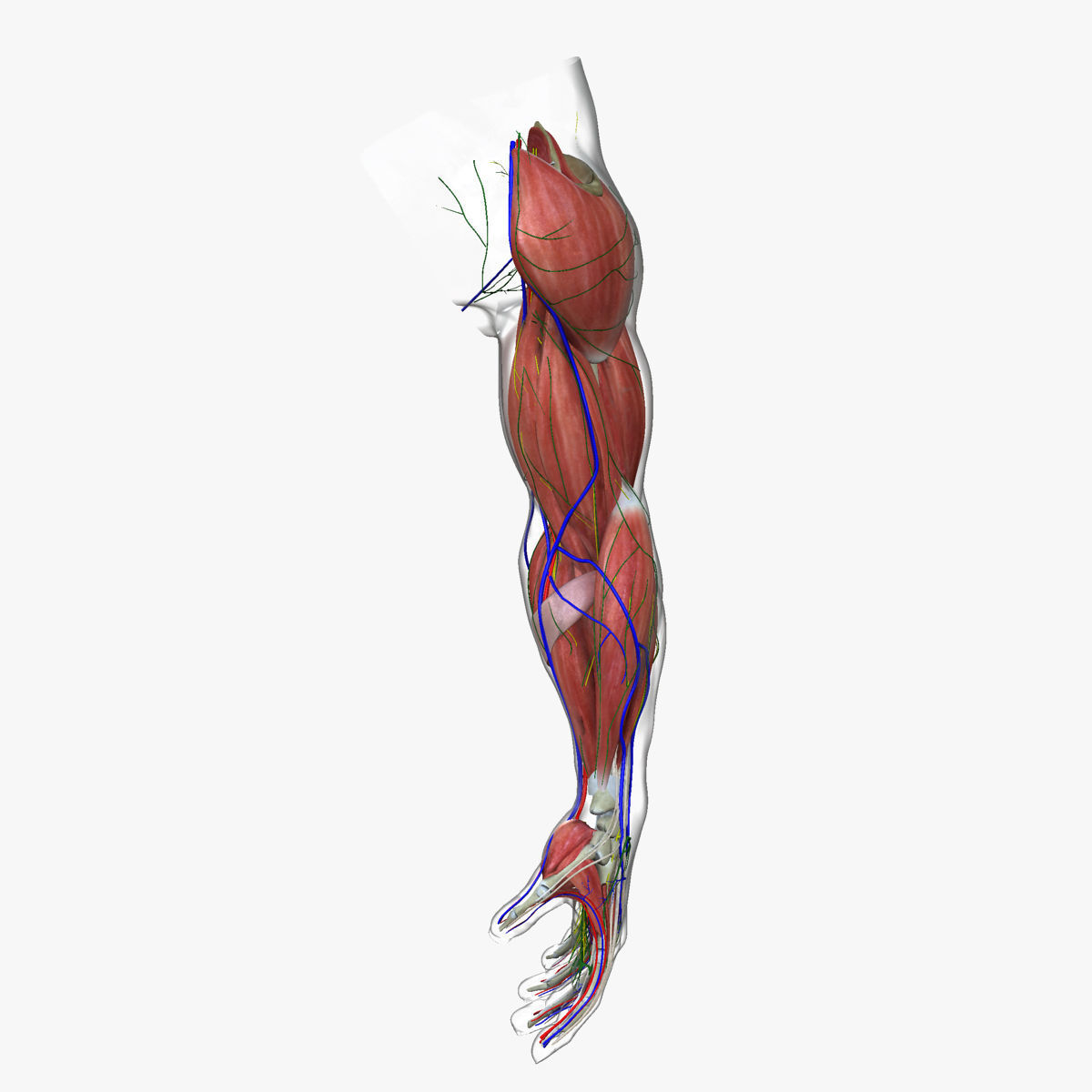 Full Male Arm Anatomy Medical Edition 3D model_7