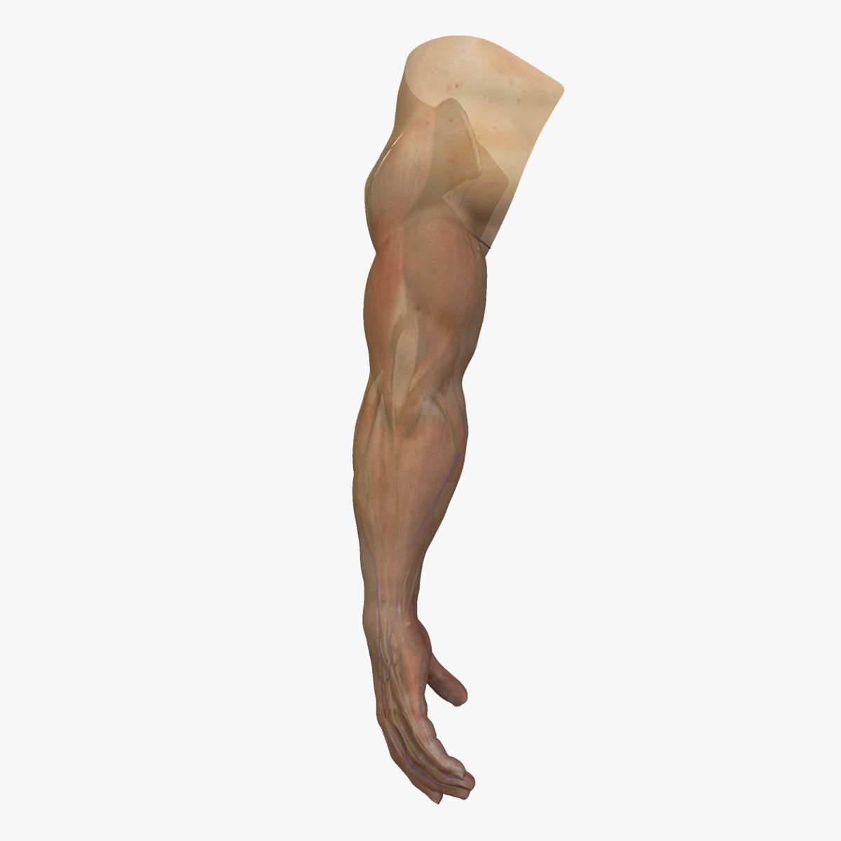 Full Male Arm Anatomy Medical Edition 3D model_5