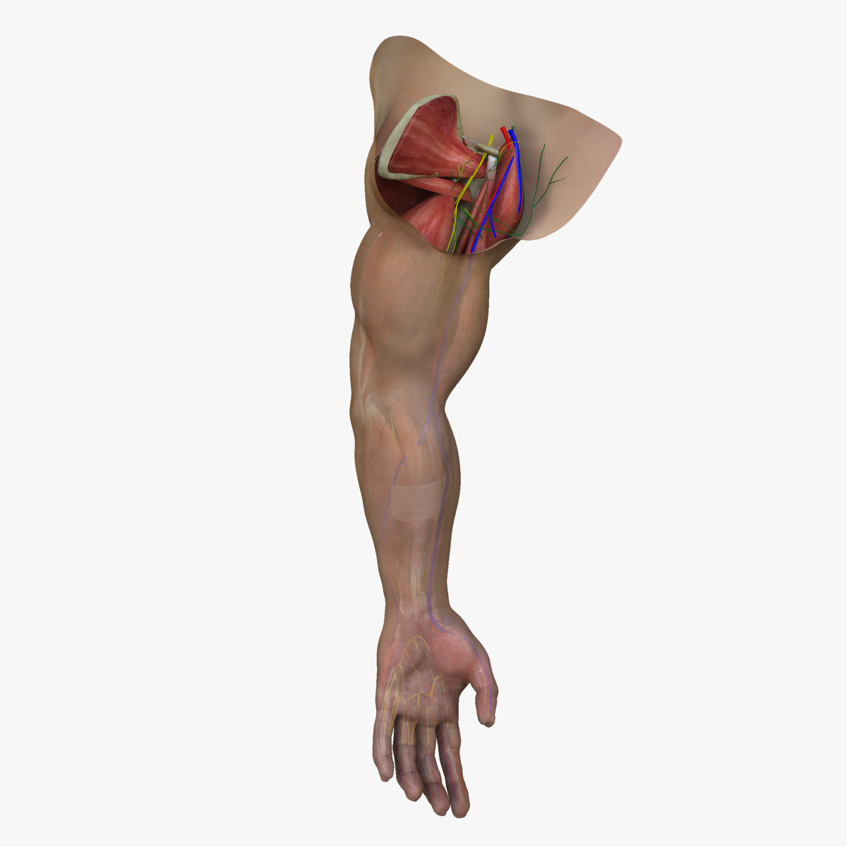 Full Male Arm Anatomy Medical Edition 3D model_4