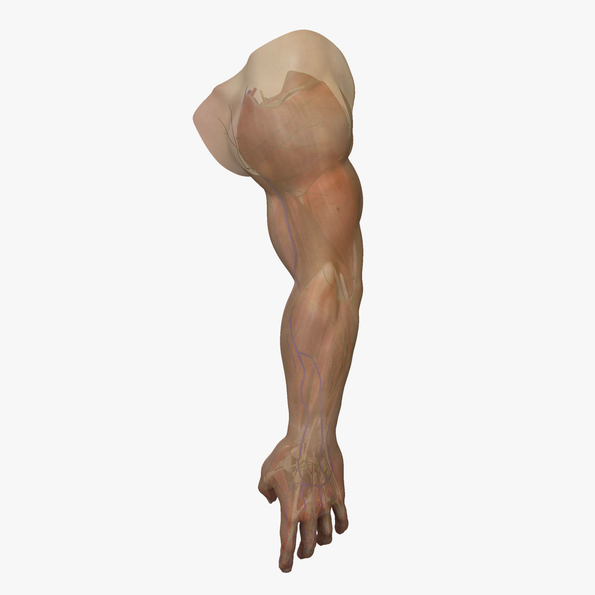 Full Male Arm Anatomy Medical Edition 3D model_3
