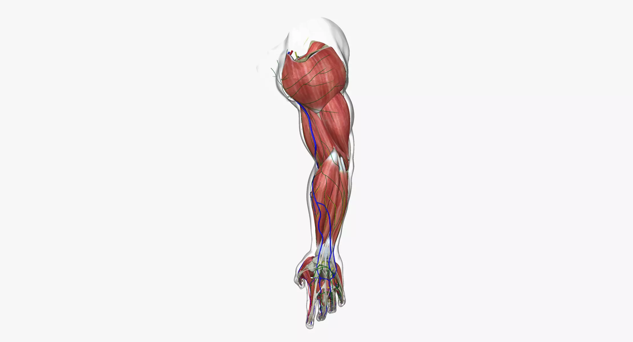 Full Male Arm Anatomy Medical Edition 3D model_0