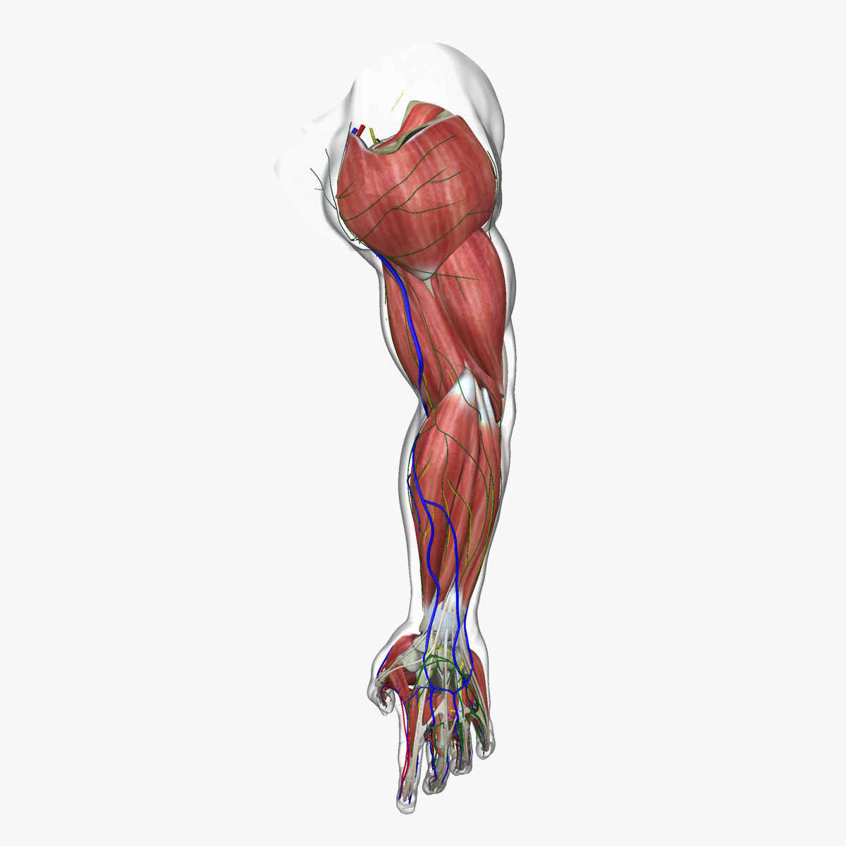 Full Male Arm Anatomy Medical Edition 3D model_6