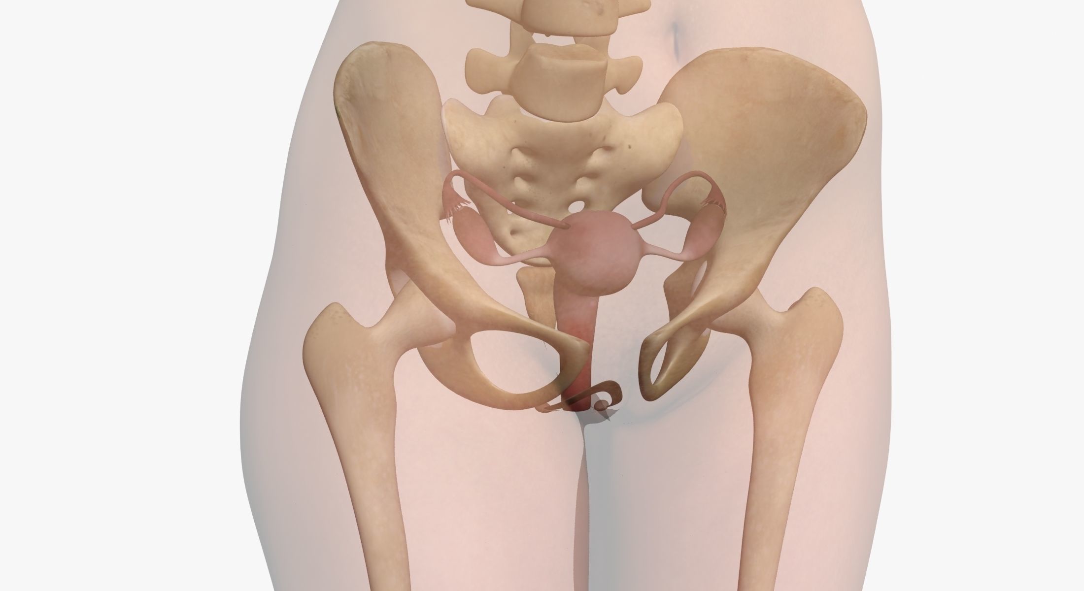 Full Female Body Anatomy 3DSmax 3D model_18