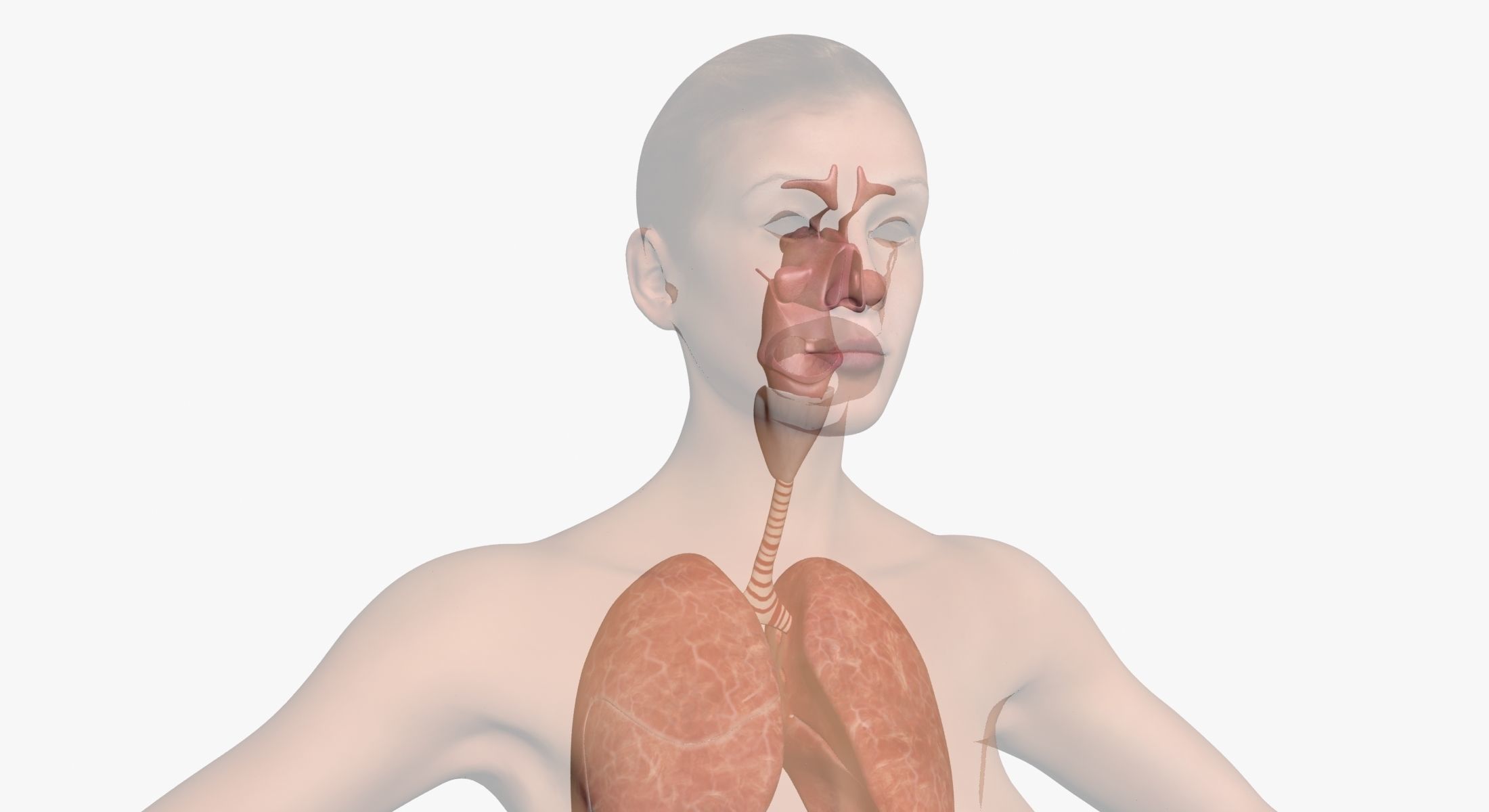 Full Female Body Anatomy 3DSmax 3D model_16