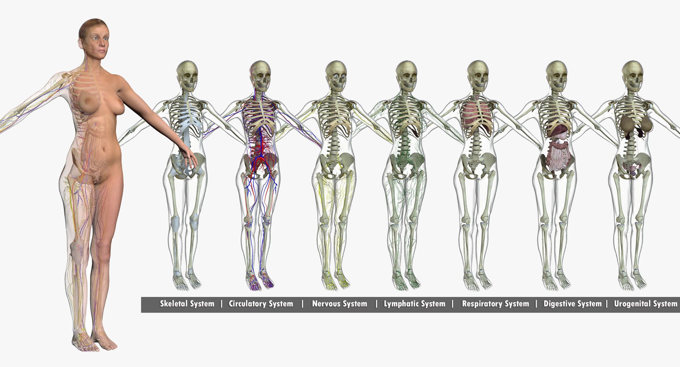 Full Female Body Anatomy 3DSmax 3D model_4