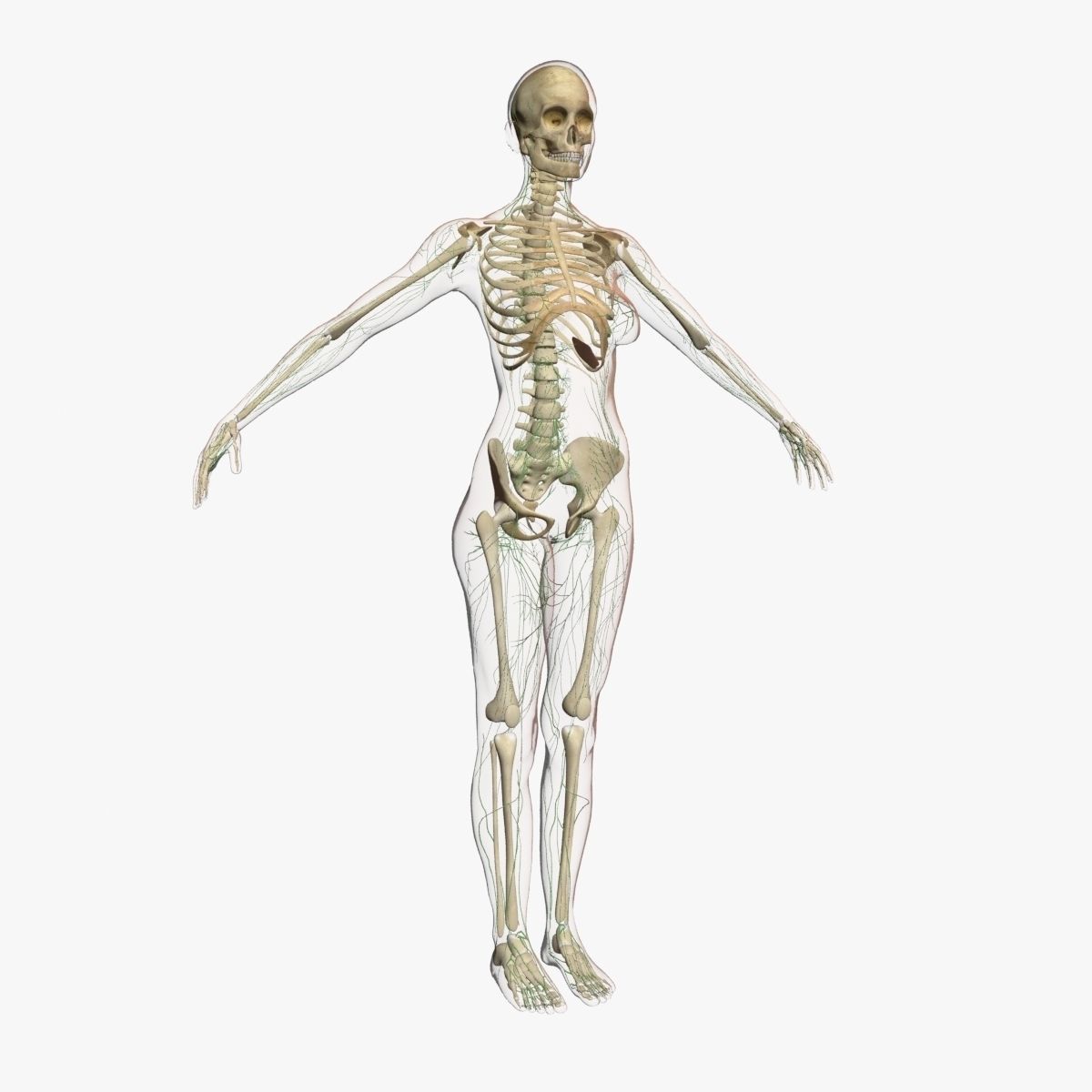 Full Female Body Anatomy 3DSmax 3D model_12