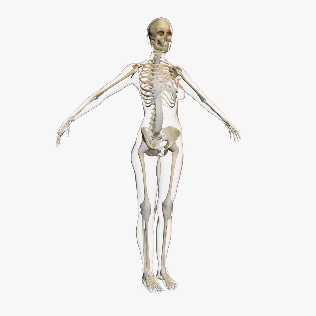 Full Female Body Anatomy 3DSmax 3D model_10