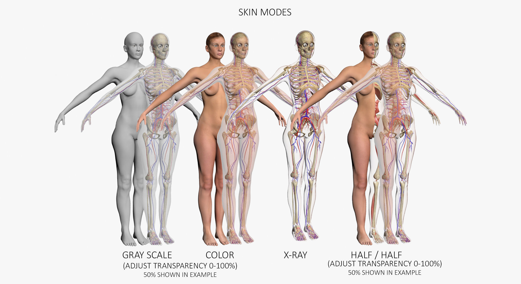 Full Female Body Anatomy 3DSmax 3D model_5