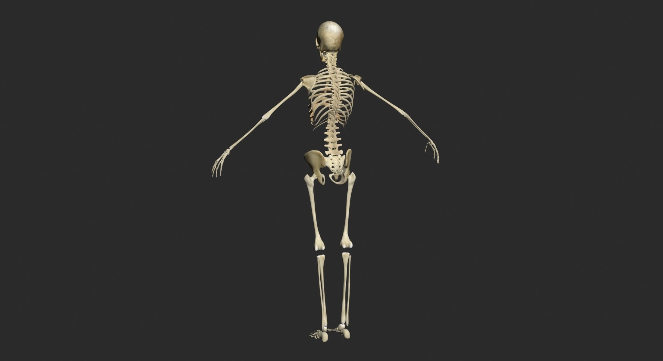 Full Female Body Anatomy 3DSmax 3D model_26