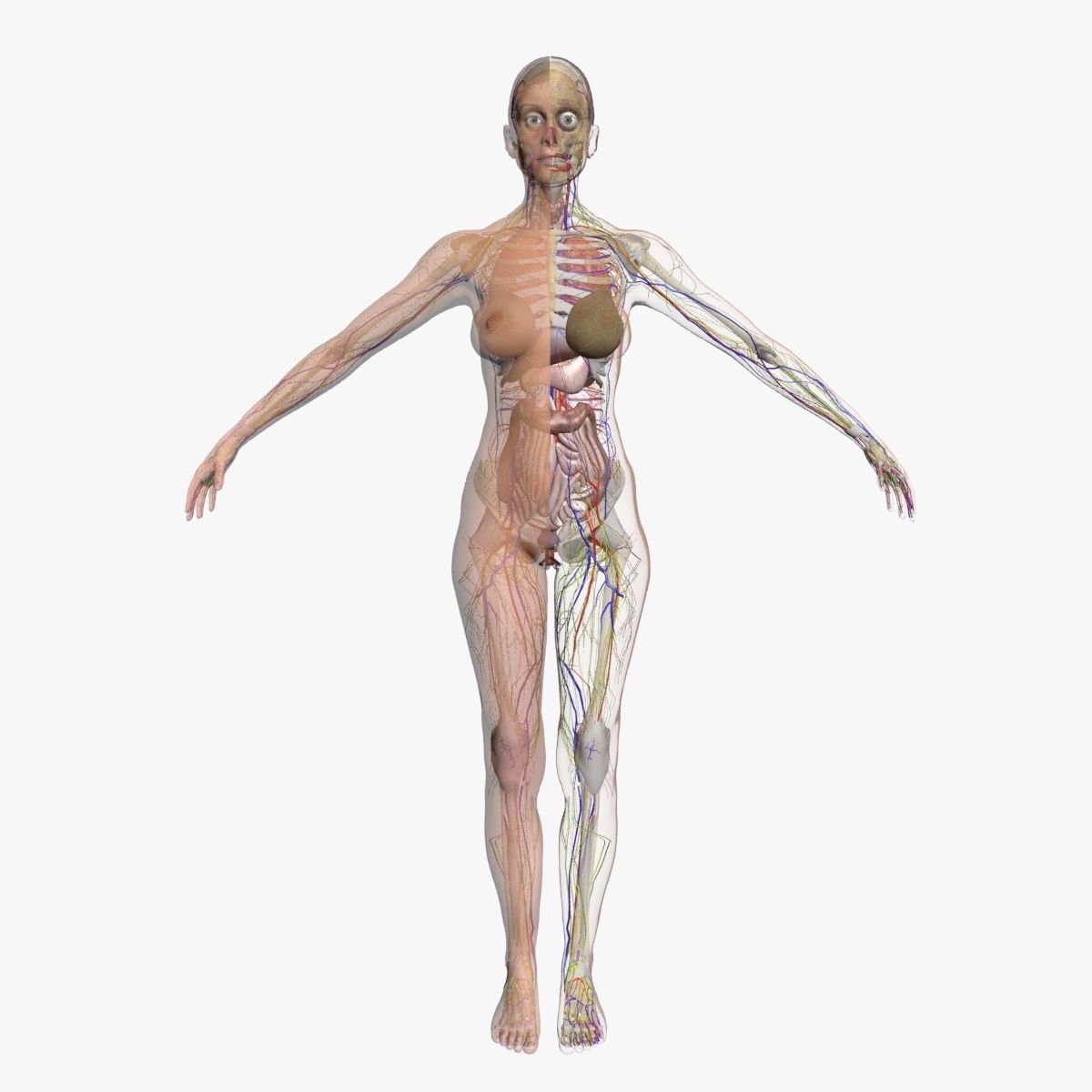 Full Female Body Anatomy 3DSmax 3D model_1