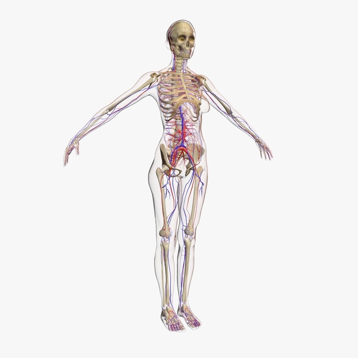 Full Female Body Anatomy 3DSmax 3D model_7