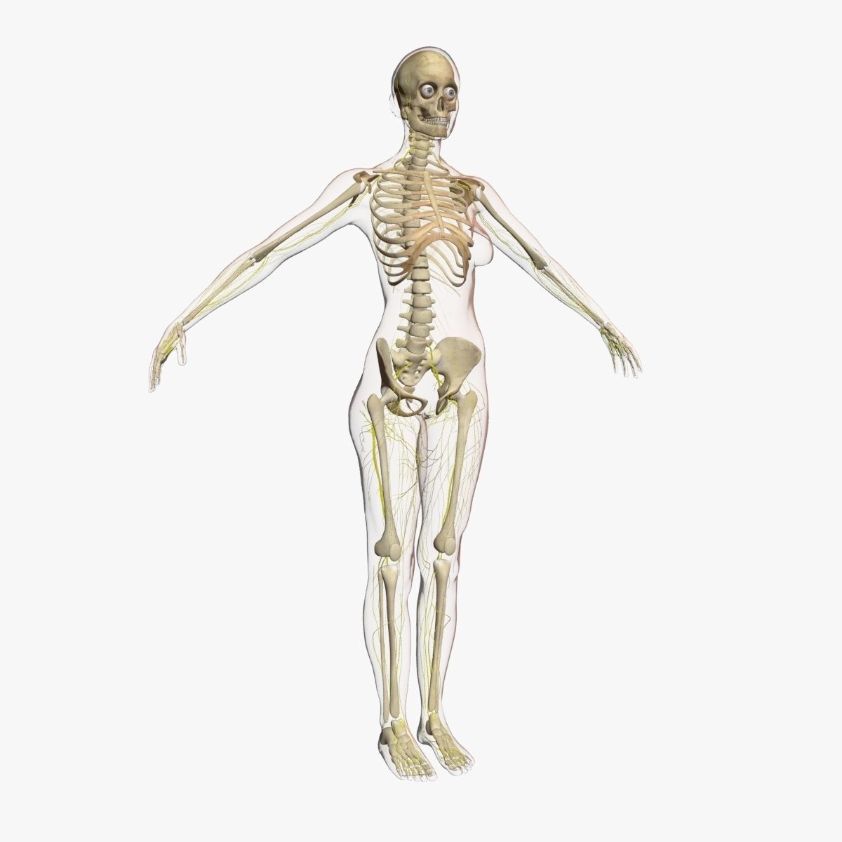 Full Female Body Anatomy 3DSmax 3D model_9