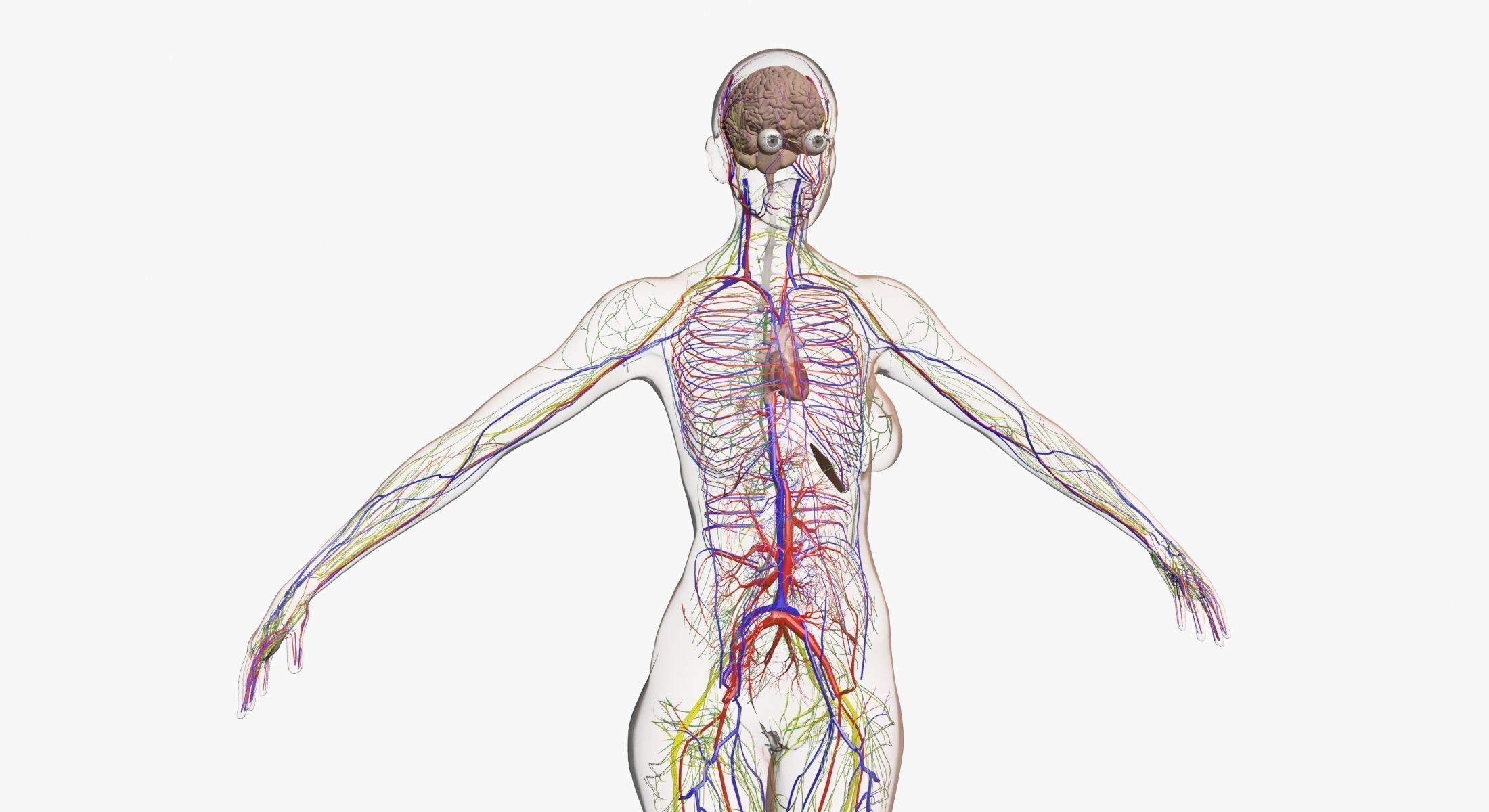 Full Female Body Anatomy 3DSmax 3D model_15
