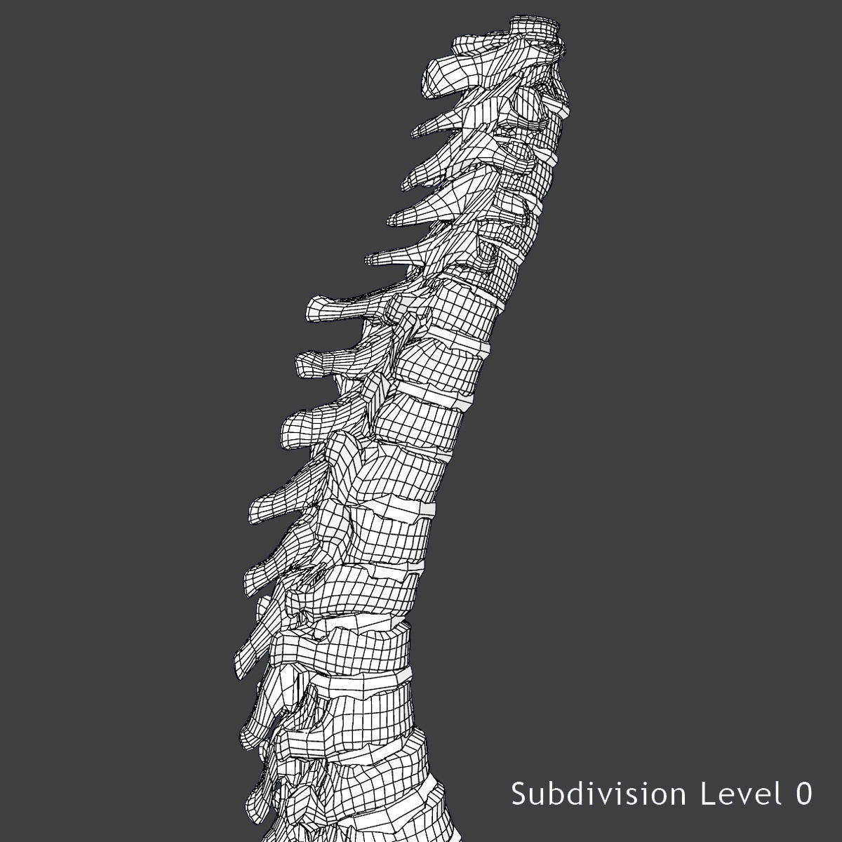 Full Female Body Anatomy 3DSmax 3D model_29
