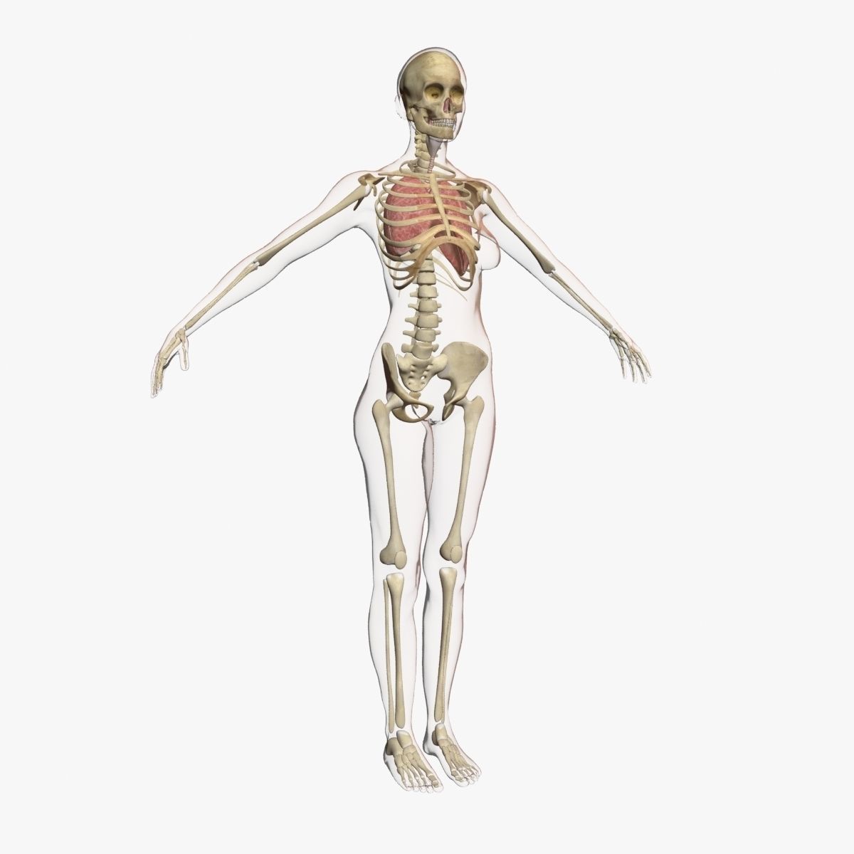 Full Female Body Anatomy 3DSmax 3D model_8