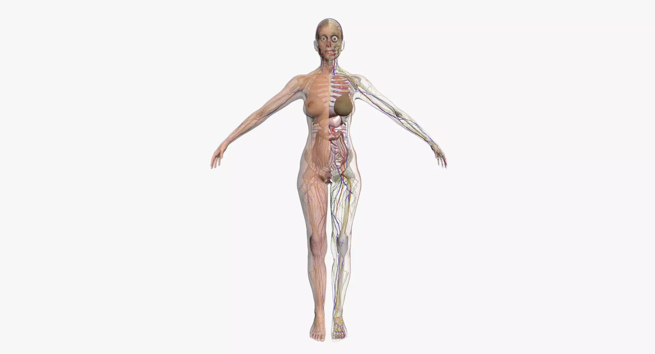Full Female Body Anatomy 3DSmax 3D model_0