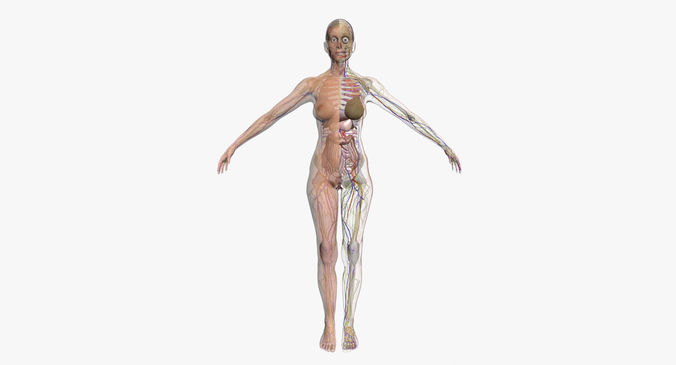 Full Female Body Anatomy 3DSmax 3D model