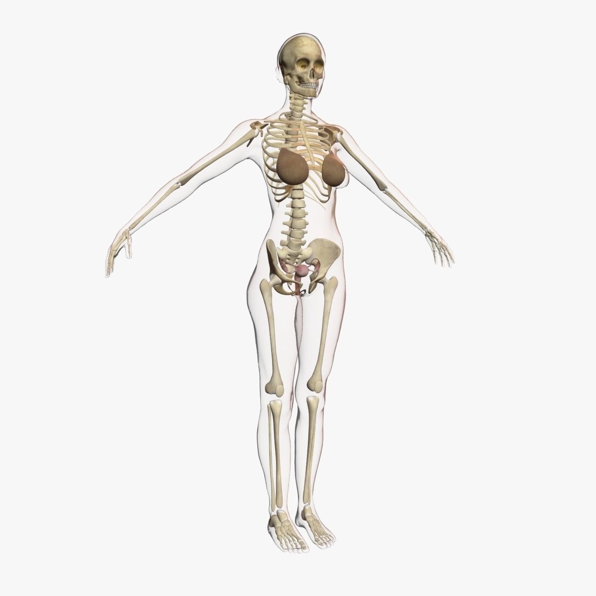 Full Female Body Anatomy 3DSmax 3D model_11