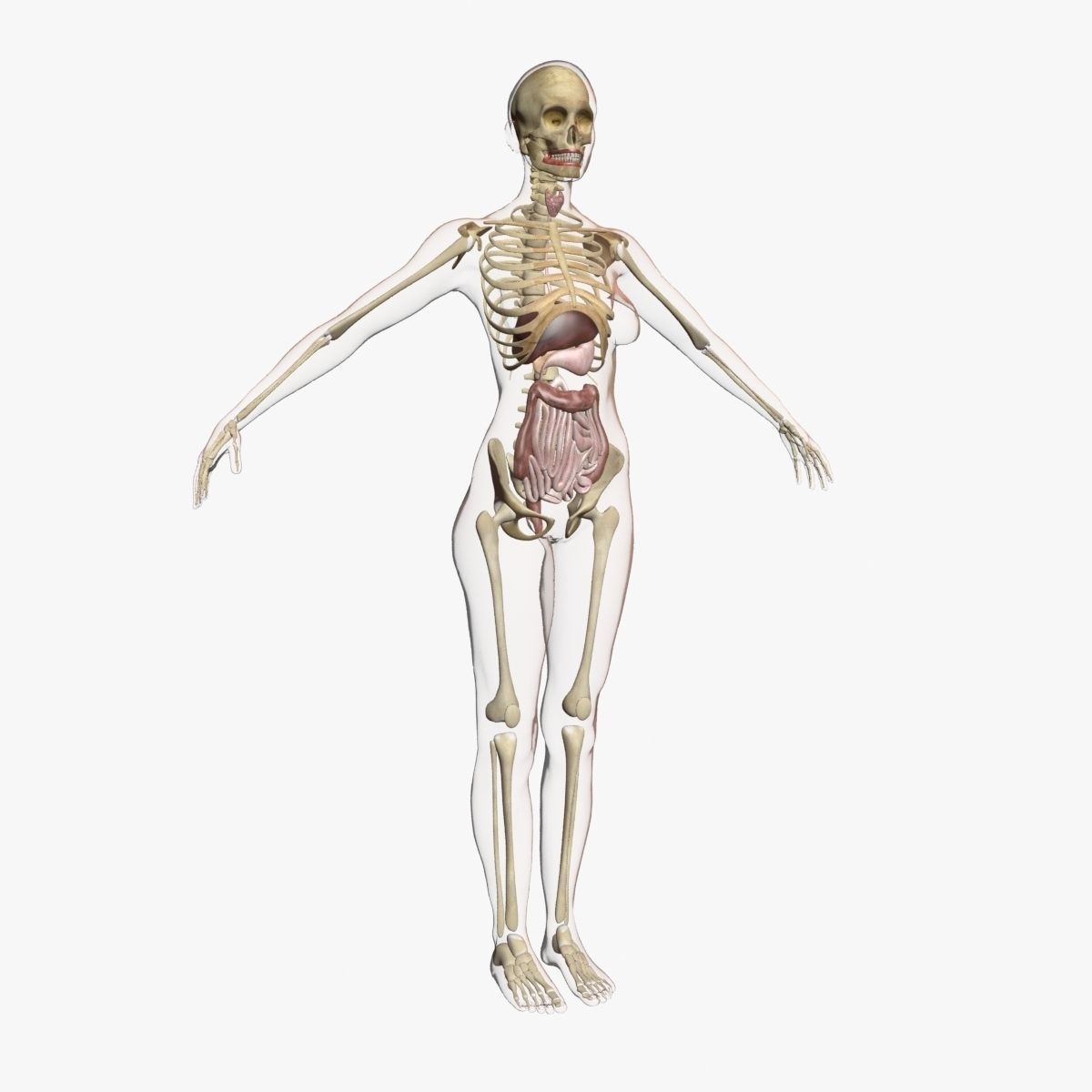 Full Female Body Anatomy 3DSmax 3D model_6