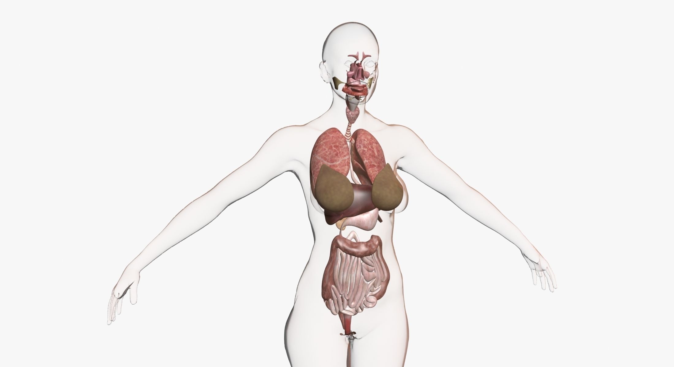 Full Female Body Anatomy 3DSmax 3D model_14