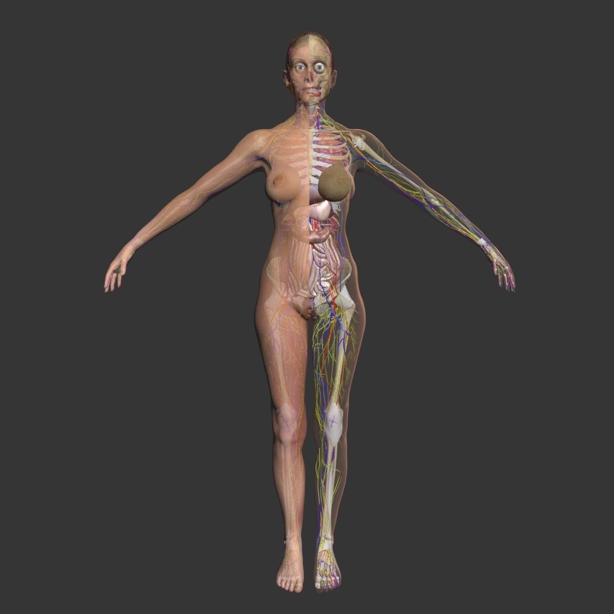 Full Female Body Anatomy 3DSmax 3D model_2